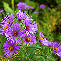Purple Aster Meadow Blossom_9554