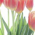 Tulips on White