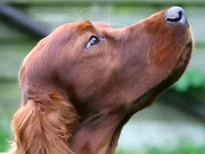 TRUST - Red and the Master